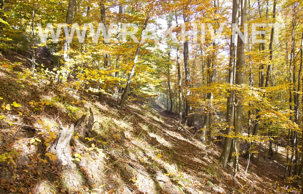 рахів_осінь-ліс