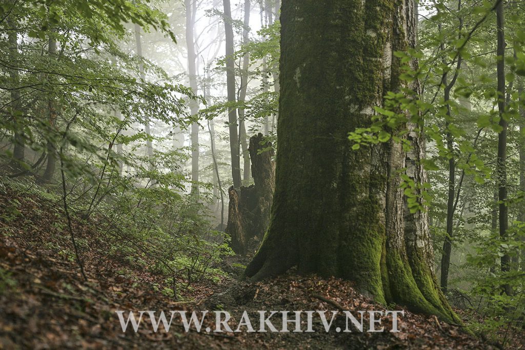 рахів-ліс фотоv